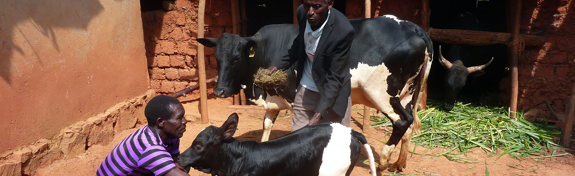OJC-Weltweit: Stammesmänner bei Ihrem Vieh in Ruanda